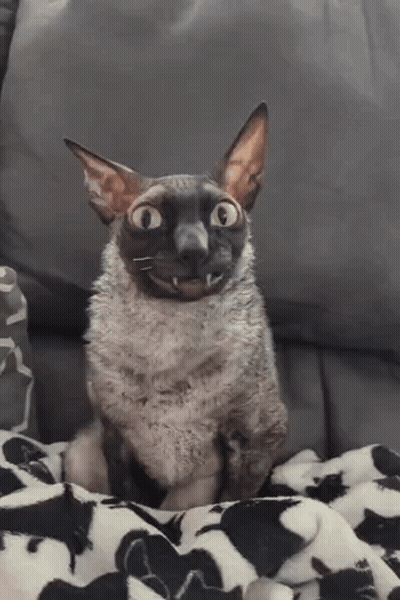 Cat Sitting On Couch Mouth Open Looking At Camera GIF