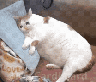 Cat Sitting On Couch Next To Cardboard Box GIF