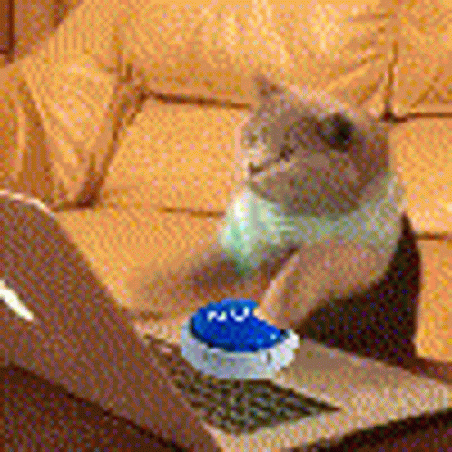 Cat Sitting On Couch Playing With Toy GIF