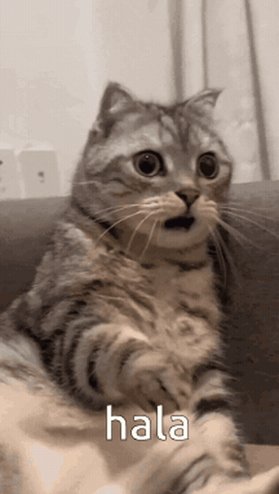 Cat Sitting On Couch Saying Hala GIF