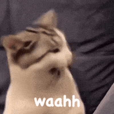 Cat Sitting On Couch Saying Waahh GIF