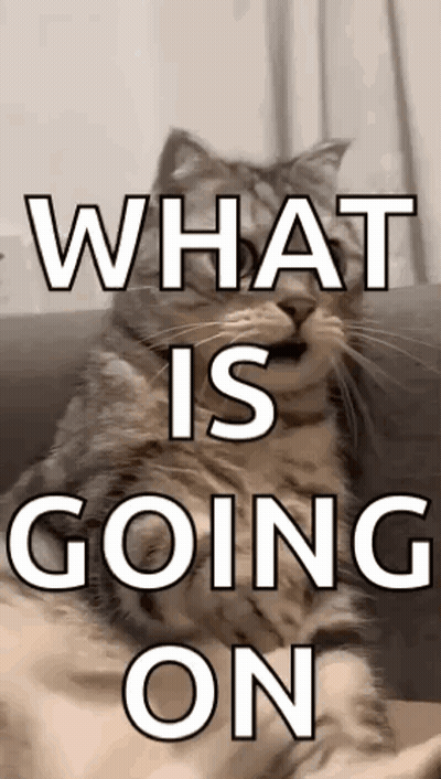 Cat Sitting On Couch Saying What GIF
