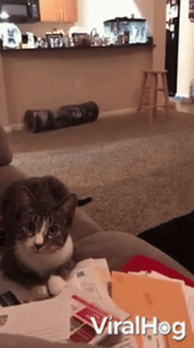 Cat Sitting On Couch Viralhog GIF