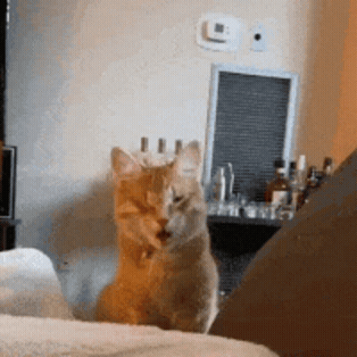 Cat Sitting On Couch GIF
