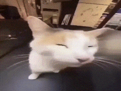 Cat Sitting On Couch With Eyes Closed GIF