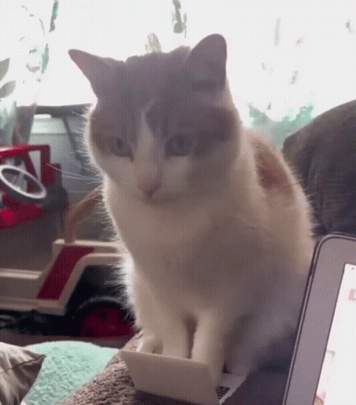 Cat Sitting On Couch With Laptop And Toy Truck GIF