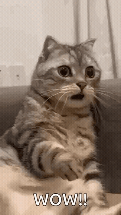 Cat Sitting On Couch With Mouth Open GIF