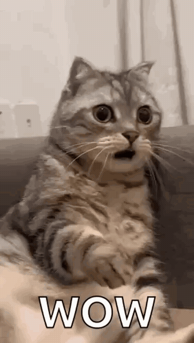 Cat Sitting On Couch With Open Mouth GIF