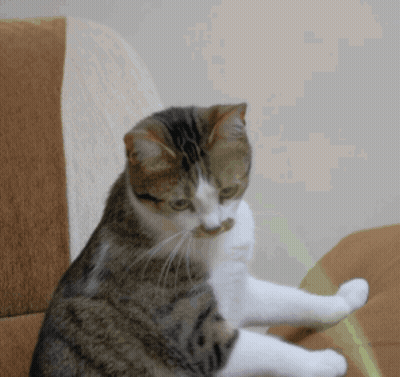 Cat Sitting On Couch With Paws Crossed GIF