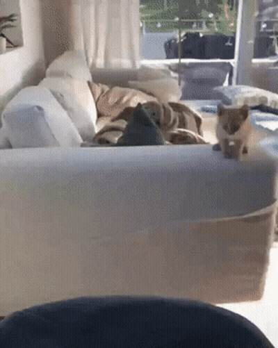 Cat Sitting On Couch GIF