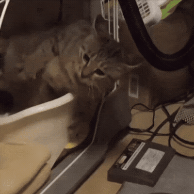 Cat Sitting On Desk Next To Charger GIF