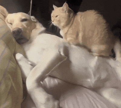 Cat Sitting On Dog On Bed GIF