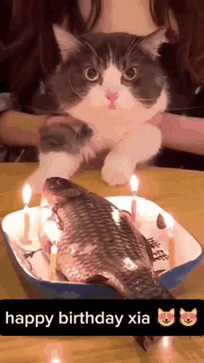Cat Sitting On Fish With Candles Happy Birthday Xia GIF