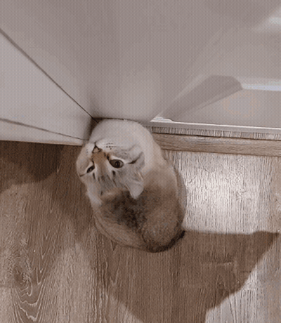Cat Sitting On Floor Looking Up GIF