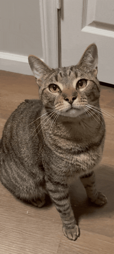 Cat Sitting On Floor Looking Up GIF
