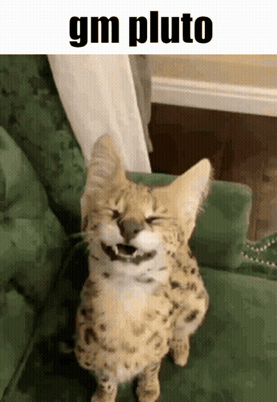 Cat Sitting On Green Couch Laughing GIF