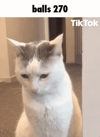 Cat Sitting On Hind Legs Caption Balls 270 GIF