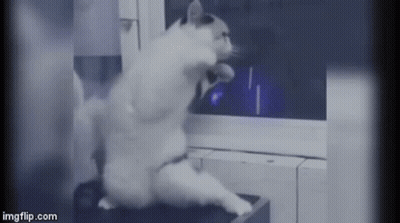 Cat Sitting On Hind Legs Looking Out Window GIF