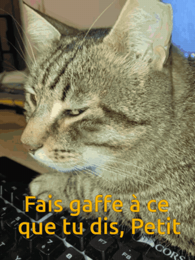 Cat Sitting On Keyboard Saying Fais Gaffe À Ce Que Tu Dis Petit GIF