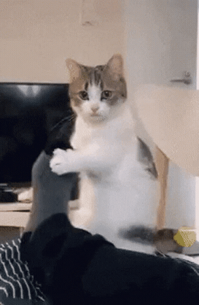 Cat Sitting On Lap Playing With Feet GIF
