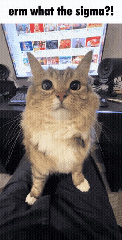 Cat Sitting On Lap Saying Erm What The Sigma GIF