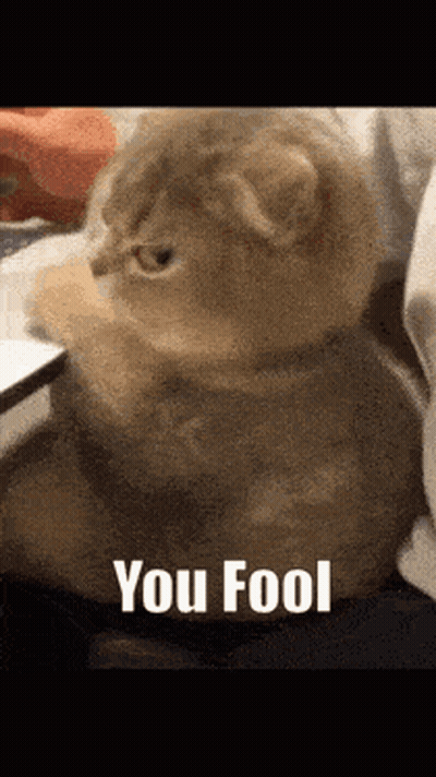 Cat Sitting On Lap Saying You Fool GIF