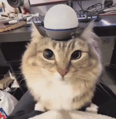 Cat Sitting On Lap With Light GIF