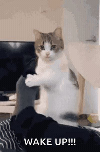 Cat Sitting On Lap With Paws Outstretched GIF