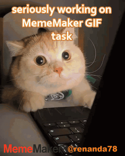 Cat Sitting On Laptop With Meme Maker Gif