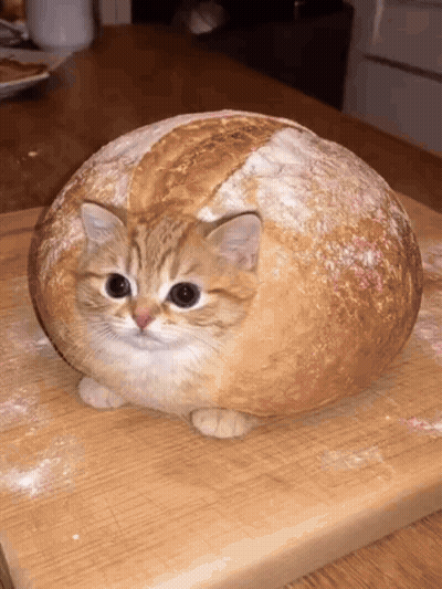Cat Sitting On Loaf Of Bread GIF