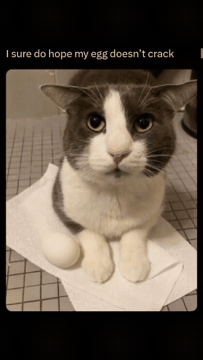 Cat Sitting On Paper Towel Roll With Egg GIF