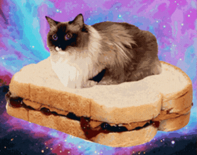 Cat Sitting On Peanut Butter And Jelly Sandwich GIF