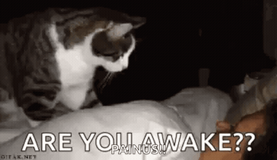 Cat Sitting On Person's Head In Bed GIF