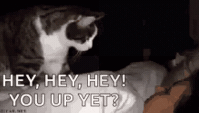Cat Sitting On Person's Head GIF