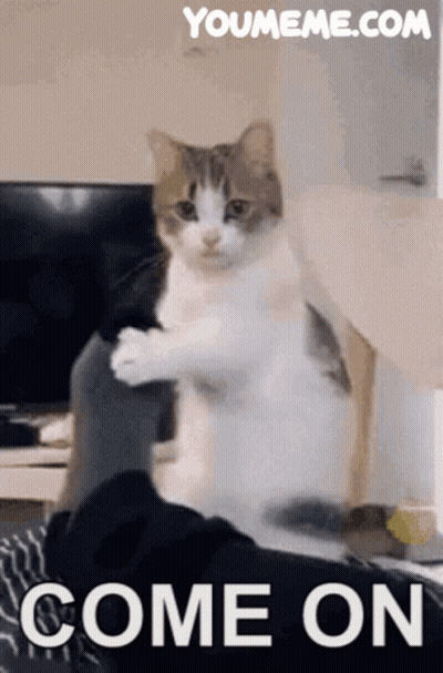 Cat Sitting On Person's Lap Come On GIF