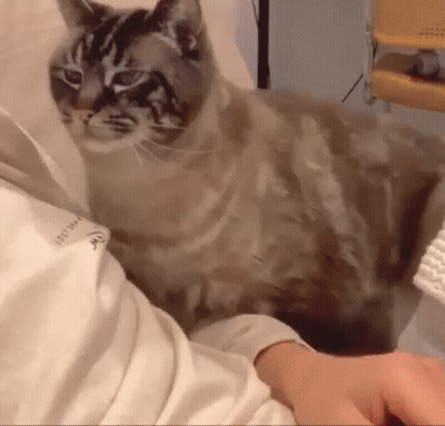 Cat Sitting On Person's Lap GIF