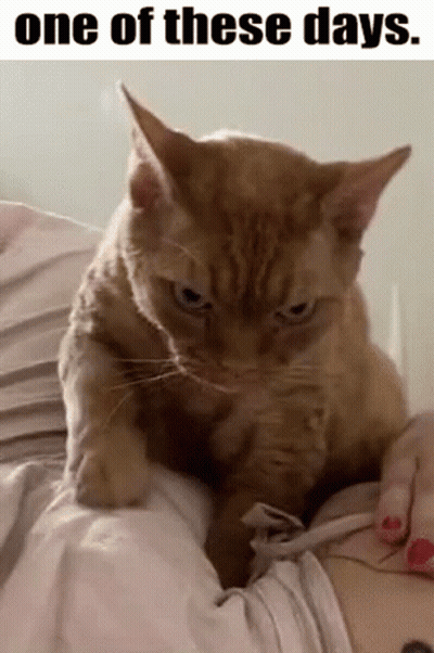 Cat Sitting On Person's Shoulder GIF