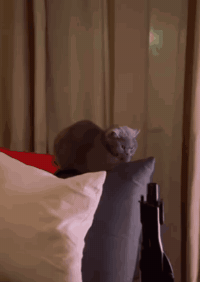 Cat Sitting on Pillow