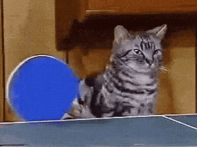 Cat Sitting On Ping Pong Table Looking At Blue Balloon GIF