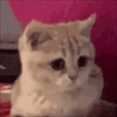 Cat Sitting On Pink Couch Looking At Camera GIF