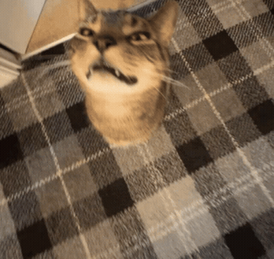 Cat Sitting On Plaid Rug Looking Up GIF