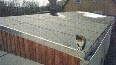 Cat Sitting On Roof Next To Wooden Fence GIF