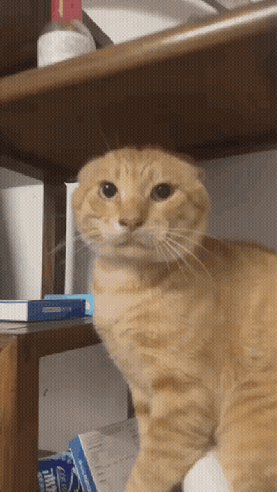 Cat Sitting On Shelf Next To Box Saying Ice GIF