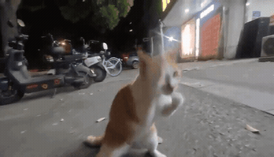 Cat Sitting On Sidewalk In Front Of Store GIF