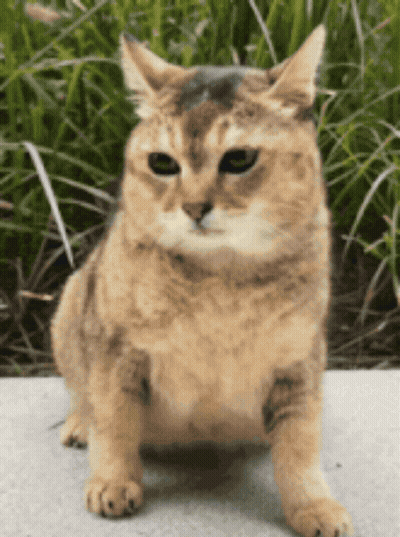Cat Sitting On Sidewalk Looking At Camera GIF