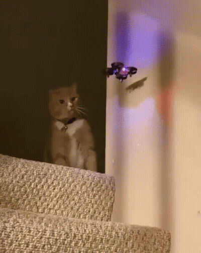 Cat Sitting On Stairs Watching Drone GIF
