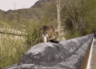 Cat Sitting On Stone Wall Holding Fish GIF