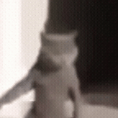 Cat Sitting On Table In Front Of Window GIF
