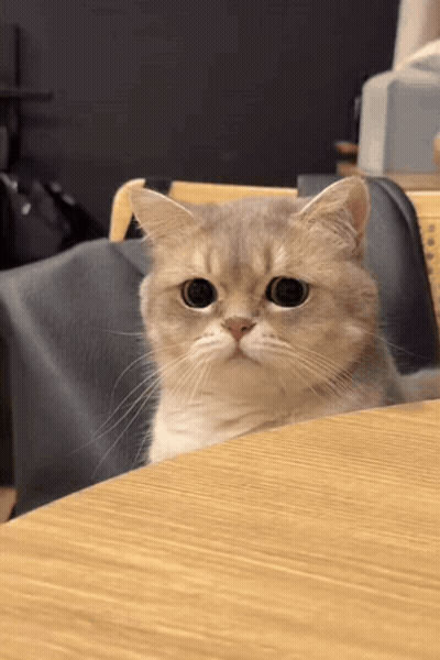Cat Sitting On Table Looking At Camera GIF
