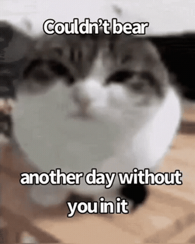 Cat Sitting On Table Saying Couldn't Bear Another Day Without You GIF